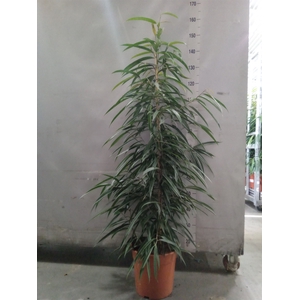Ficus binn. 'Alii'