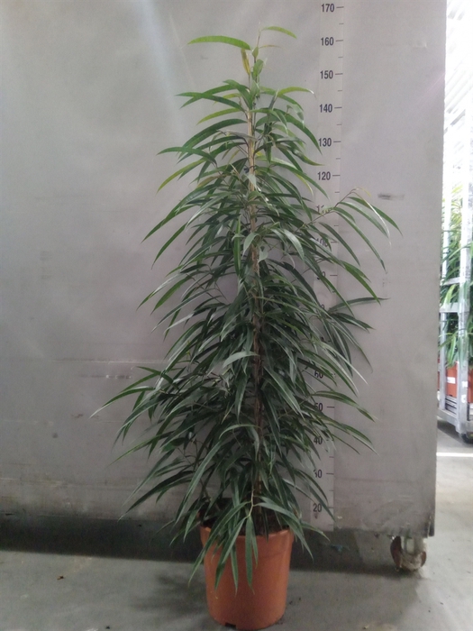 <h4>Ficus binn. 'Alii'</h4>