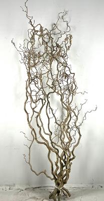 <h4>Corylus (2-jarig)</h4>