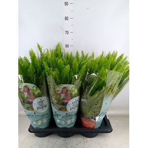 Nephrolepis exal. 'Green Lady'