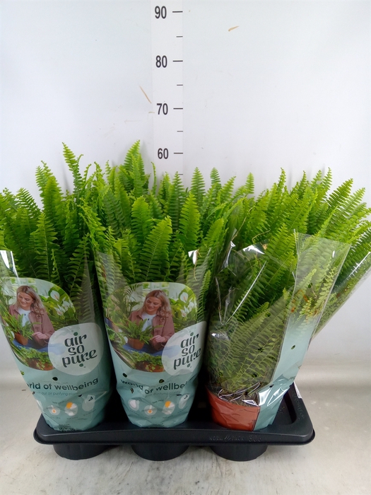 <h4>Nephrolepis exal. 'Green Lady'</h4>