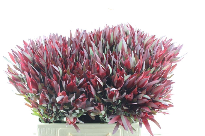 <h4>Leucad Safari Magic Spray</h4>