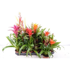 Bromelia Gem 14 Srt