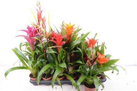 <h4>Bromelia Gem 14 Srt</h4>