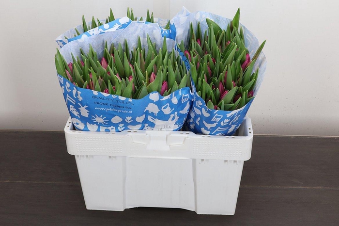 <h4>Tu En Pink Ardour</h4>