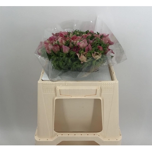 ANEM LEVANTE EX PINK