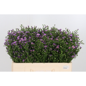 Aster Casarosa Roze