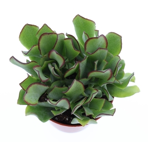 Crassula arborescens