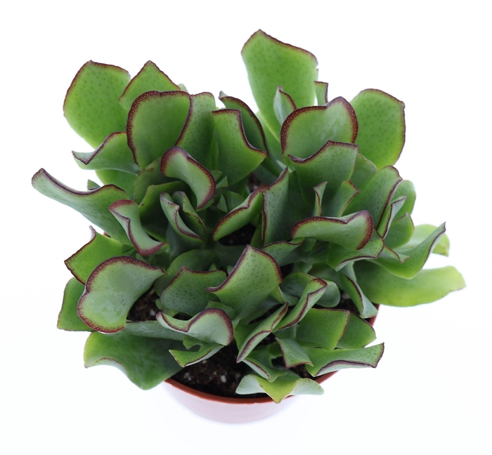 <h4>Crassula arborescens</h4>