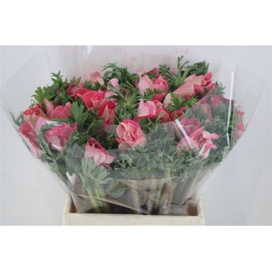 Anem Mistral Super Shoking Pink