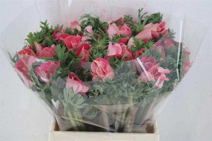 <h4>Anem Mistral Super Shoking Pink</h4>