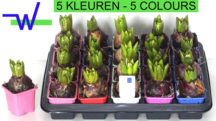 arr8 Hyacin Gem 5 Kl