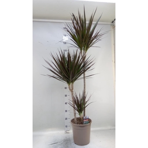 Dracaena marg. 'Magenta'