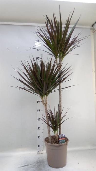 <h4>Dracaena marg. 'Magenta'</h4>