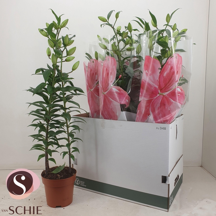 <h4>LIL OR ROSEL ESRA</h4>