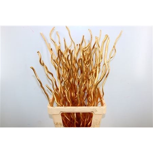 Dried Kuwa 12pcs Gold Bunch