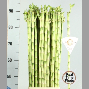 Drac Bamboo Recht 90 Cm