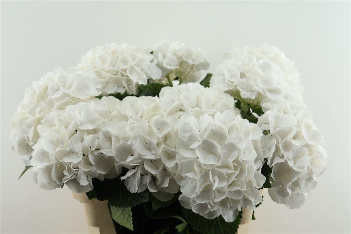 <h4>Hydr M Schneeball 80-21</h4>