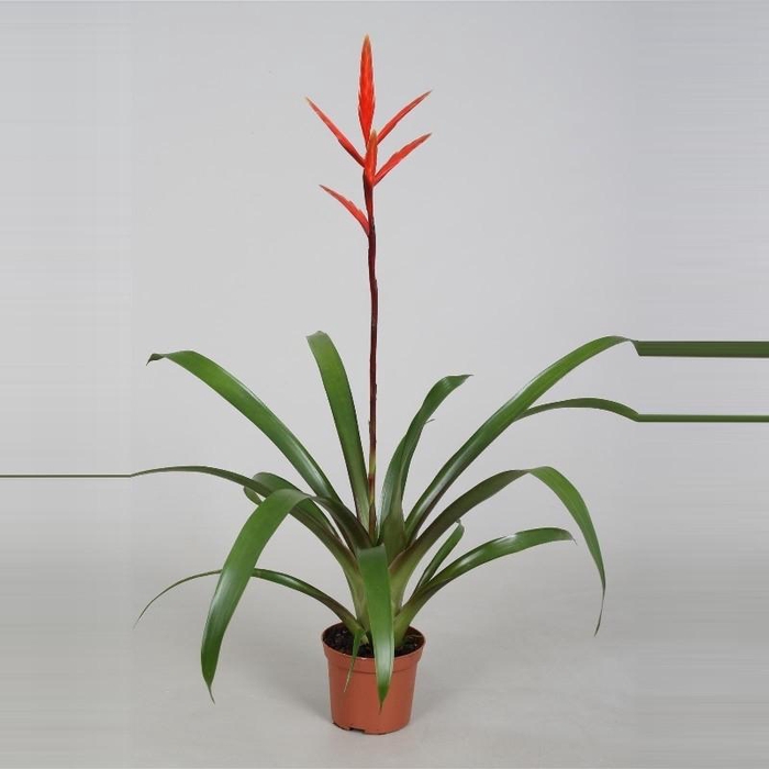 <h4>Vriesea rood Elan</h4>