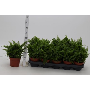 Nephrolepis Vitale 12Ø 26cm