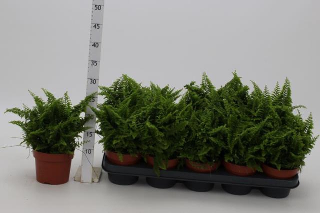 Nephrolepis Vitale 12Ø 26cm