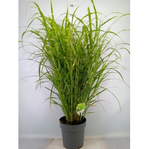 Miscanthus sin. 'Zebrinus'