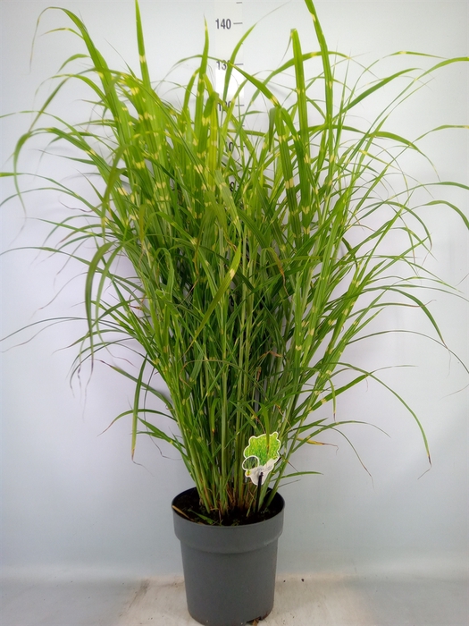 <h4>Miscanthus sin. 'Zebrinus'</h4>
