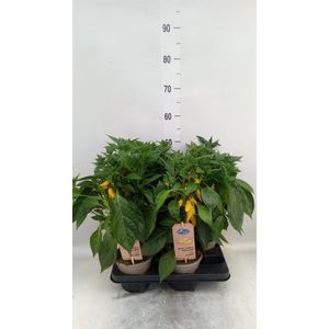 Capsicum annuum   ...peper