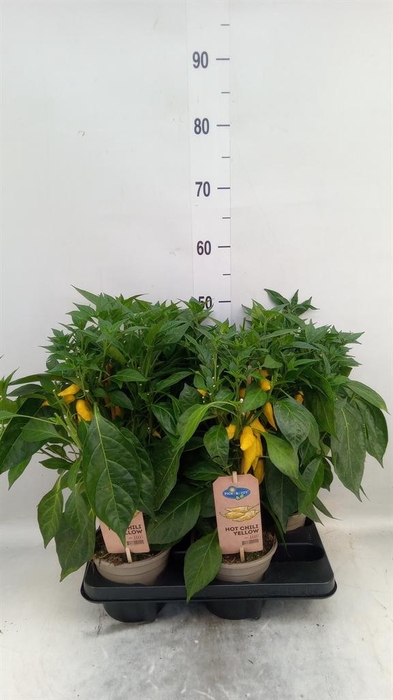 <h4>Capsicum annuum   ...peper</h4>