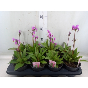 Dodecatheon meadia