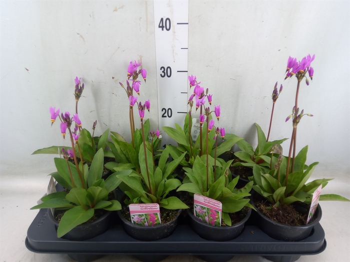 <h4>Dodecatheon meadia</h4>