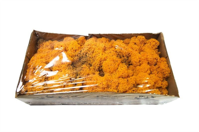 <h4>IJslandsmos gepreserveerd oranje1 k</h4>