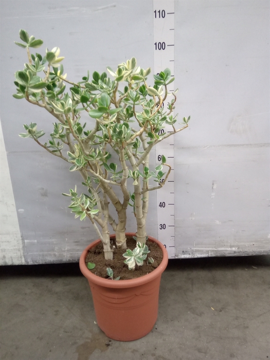 <h4>Crassula ovata 'Variegata'</h4>