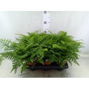 Asplenium parvati