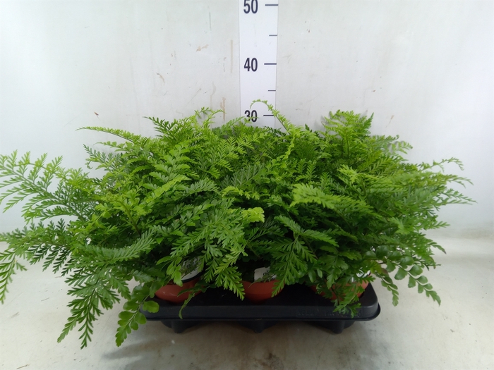 <h4>Asplenium parvati</h4>