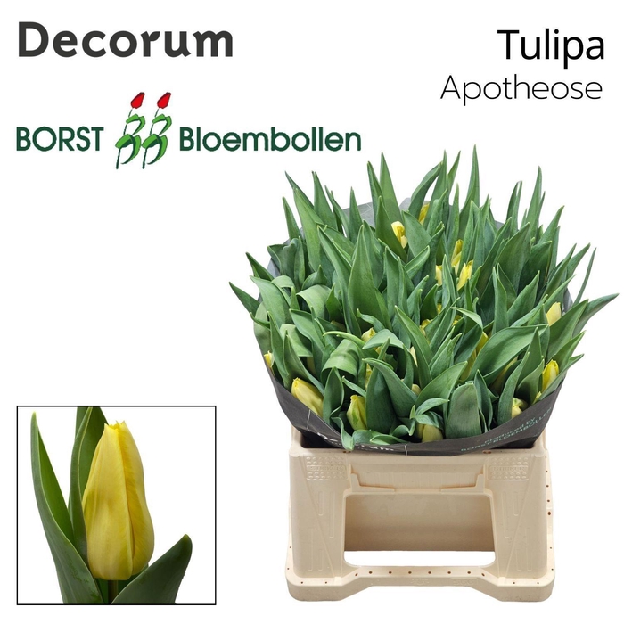 <h4>TU EN Apotheose</h4>