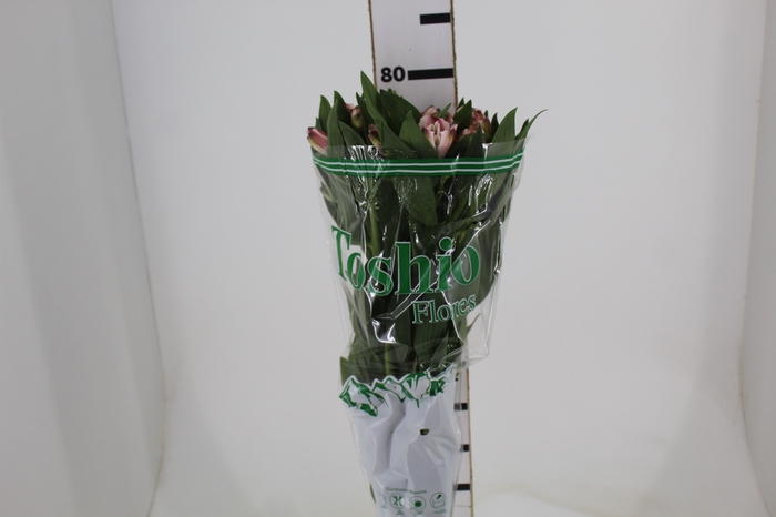 <h4>ALSTROEMERIA DEBBY 080 CM</h4>