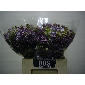 Syr Dark Koster P Bunch