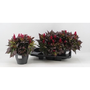 CEL PL KEL FIRE RED
