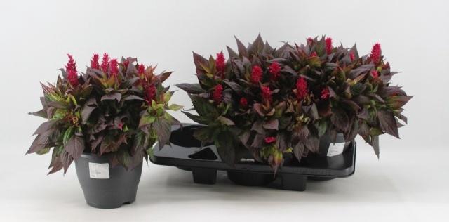 <h4>CEL PL KEL FIRE RED</h4>