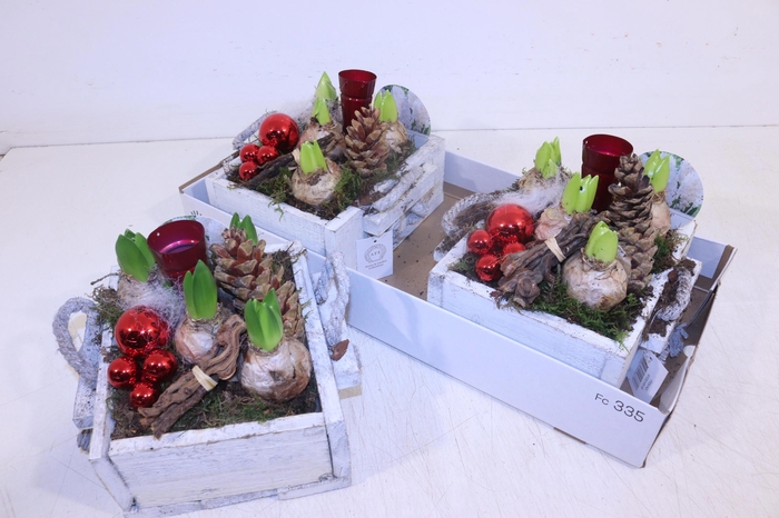 <h4>ARR HYACINTH</h4>