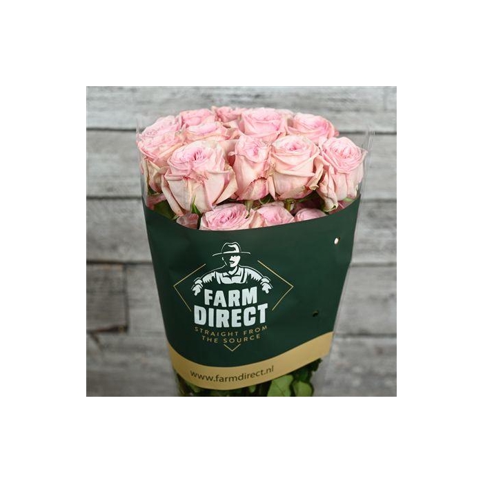 <h4>R Gr Pink O Hara</h4>