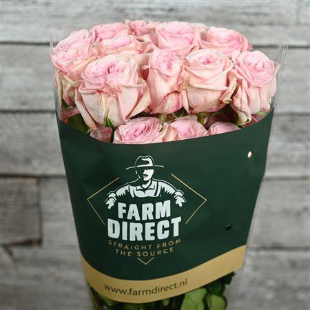 <h4>R Gr Pink O Hara</h4>