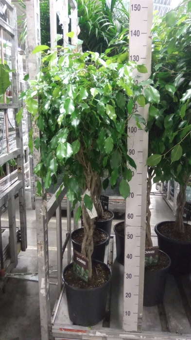 <h4>Ficus benja. 'Exotica'</h4>