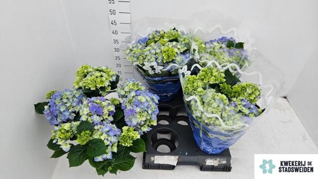 <h4>HYDR M EARLY BLUE</h4>