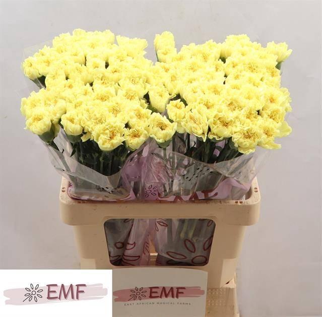 <h4>Di St Hermes</h4>