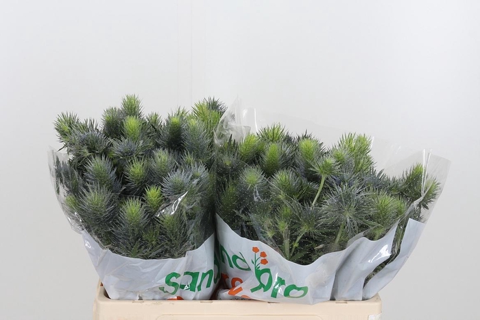 <h4>Eryn Pacifi Blue Sky</h4>