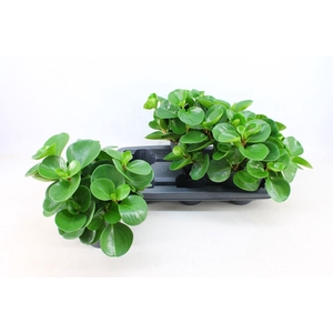 Peperomia Obtusifolia Green P15