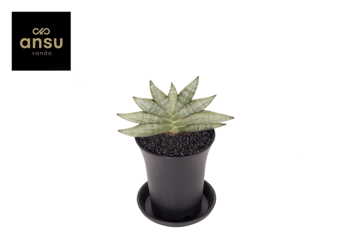 <h4>Sansevieria Inti Mini No. 3 in sierpot</h4>