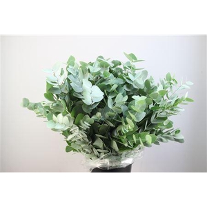 EUCA CINEREA 300GR CALABRIA